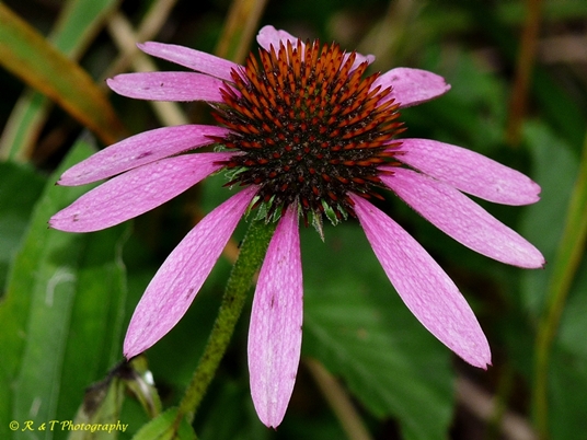 {Echinacea purpurea}